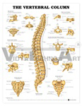 Human Vertebral Column Anatomical Chart